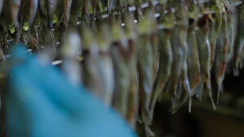 Smoked Fish processing plant. Sea food manufacture, fish farm factory Stock Footage 122059940