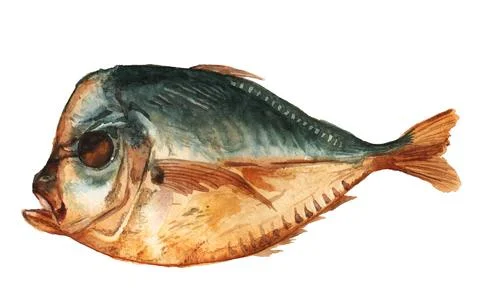 Smoked lockdown fish. Stock Illustration