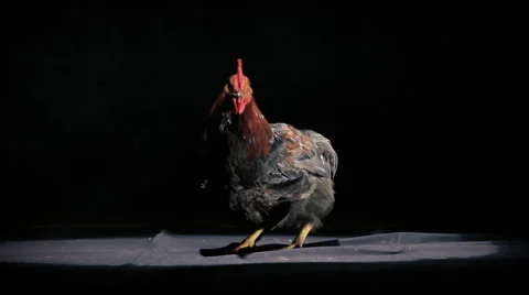 Smoked Rooster 2 Stock Footage 68508292
