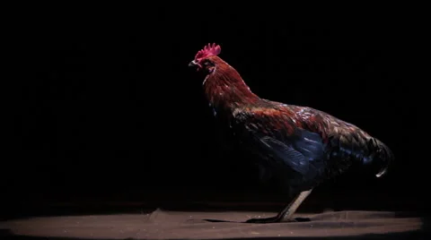 Smoked Rooster Stock Footage 68507571