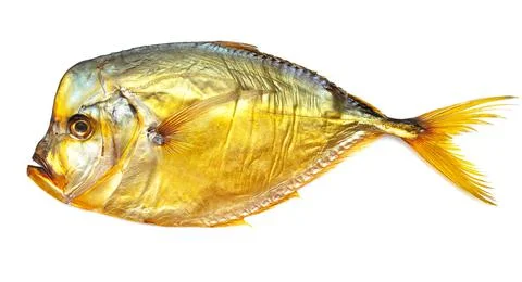 Smoked vomer fish isolated on white Stock Photos