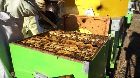 Smoker for bees Stock Footage 184410555