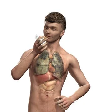 Smoker's Lungs Stock Illustration