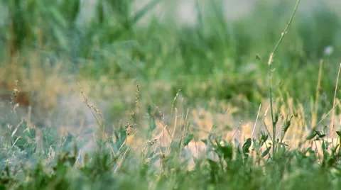 Smokescreen on the Grass Stock Footage 63568017