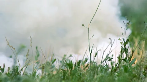 Smokescreen on the Grass Stock Footage 63568064