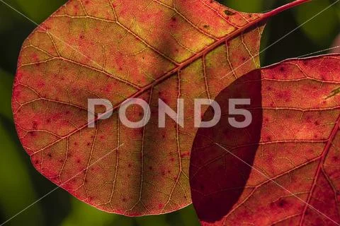 Smoketree leaves glow with sunlight,Astoria, Oregon, United States of America Stock Photos