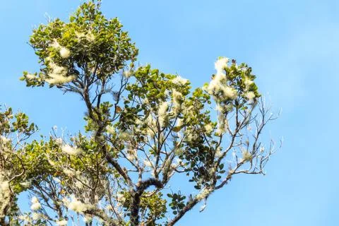 Smoketree or Cotinus Stock Photos