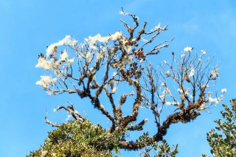 Smoketree or Cotinus Stock Photos
