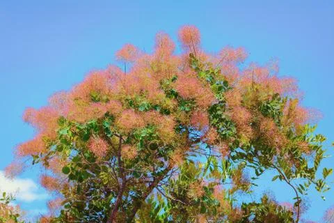 Smoketree Stock Photos