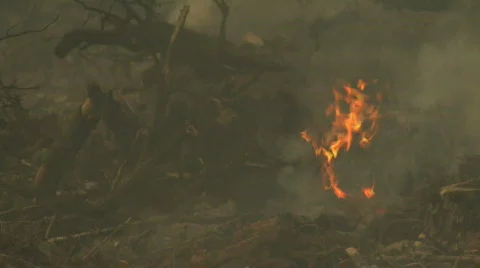 Smokey Forest Fire Stock-Footage 711532