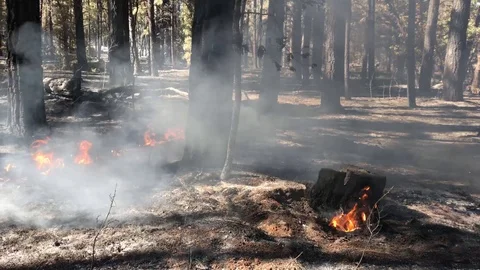 Smokey Log Burning Stock Footage 112897607