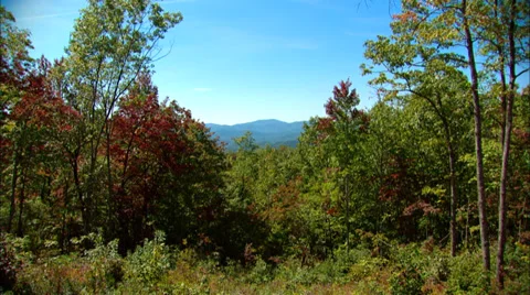 Smokey Mountain View Trees Stock Footage 31557938