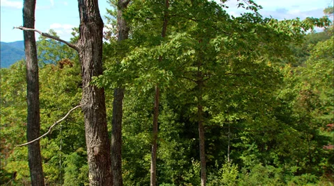 Smokey Mountains View Pan Stock Footage 31562759