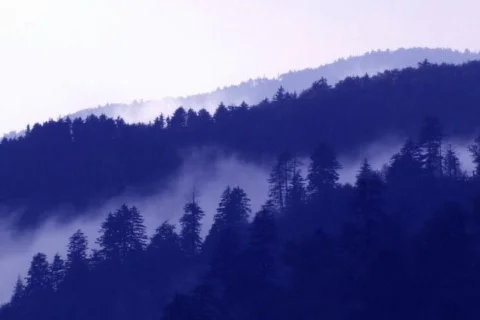 Smokies Stock Footage 335435