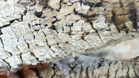 Smoking ash and tree after wildfire Stock Footage 93615552