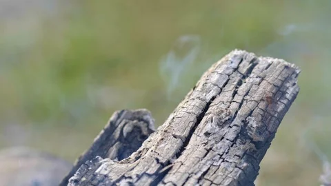 Smoking ash and tree after wildfire Stock Footage 93626727