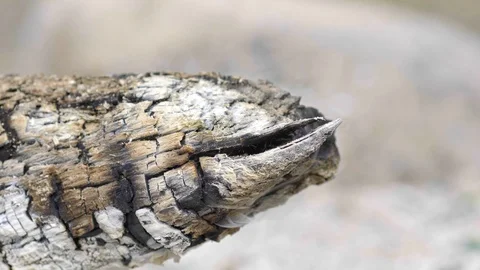 Smoking ash and tree after wildfire Stock Footage 93626749