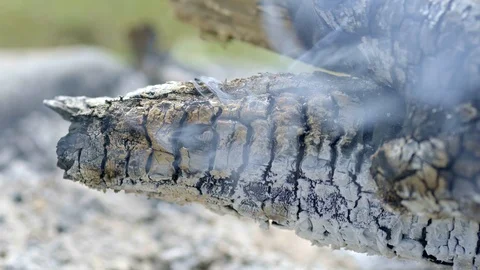 Smoking ash and tree after wildfire Stock Footage 93626778