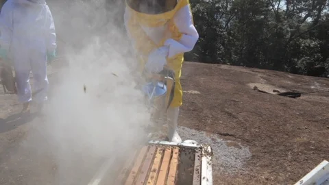 Smoking bees Stock Footage 118017629