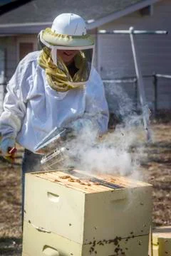 Smoking the Bees Stock Photos
