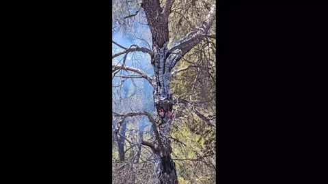 The smoking branches of the trees reach toward the blue sky. Stock Footage 339757555