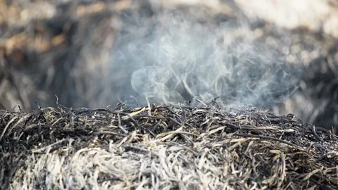 Smoking Burned Rice Straw Remains in Agricultural Field Stock Footage 346014982