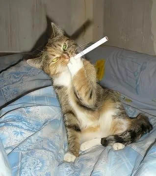 Smoking cat 스톡 사진