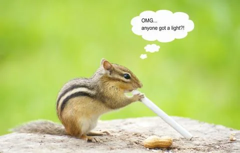 Smoking chipmunk. Stock Photos