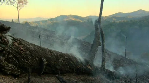 Smoking Log Stock Footage 528635