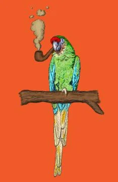 Smoking Pipe Macaw Parrot Vector Illustration イラスト素材