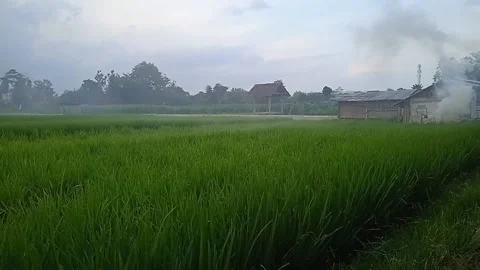 Smoking ricefield Stock Footage 205983376