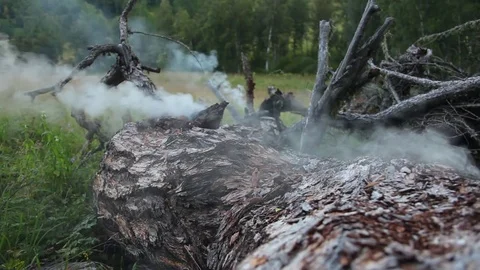 Smoking Tree after a lightning strike closeup Stock-Footage 84056663