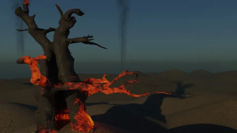 Smoking Tree Stock Footage 141964470