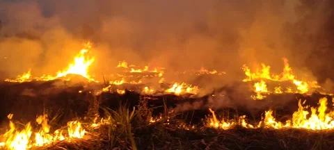 Smoky fire on the ground Vídeos de archivo 238696083