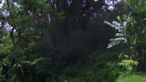 Smoky forest Stock Footage 167799763