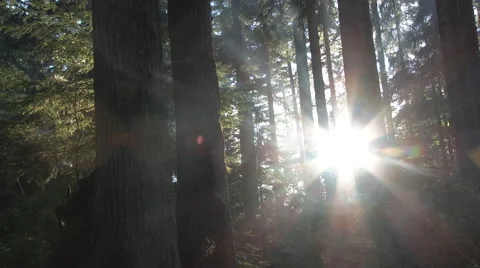 Smoky Forest Sunset Timelapse Vídeos de archivo 65502101