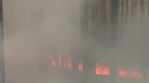 Smoky ground fire through stand of trees Stock Footage 40954748