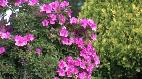 Smoky Mountain Flower Stat 動画素材 33465182