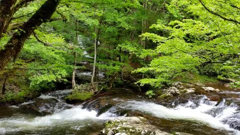 Smoky Mountain Stream Stock Photos