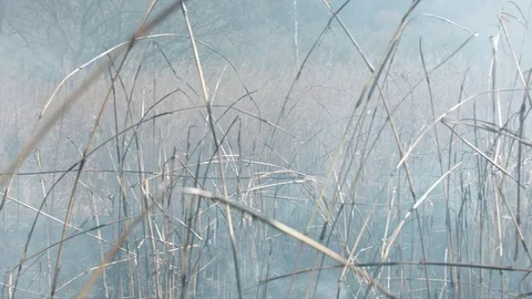 Smoldering aftermath of a bush fire recently swept through the charred remain Stock Footage 84029624