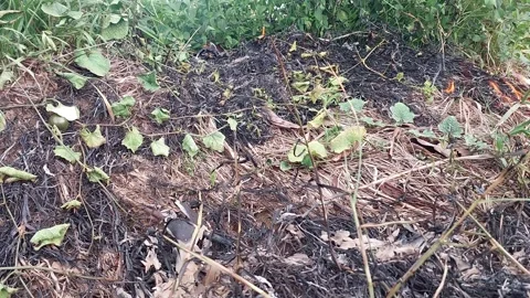 Smoldering agricultural fire dying down in a farm field Video stock 335708756