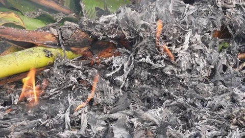 Smoldering Banana Stems 스톡 동영상 333262980