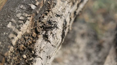 Smoldering Bonfire Video stock 37977011