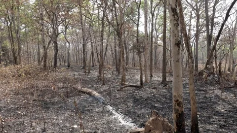 Smoldering burnt tree after forrest clearance fire.  Cambodia jungle in Stock Footage 240745470