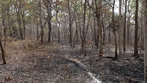 Smoldering burnt tree after forrest clearance fire.  Cambodia jungle in Stock Footage 240745495