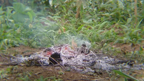 Smoldering Embers and Ash After Bonfire in Tropical Forest Indonesia Stock Footage 343847748