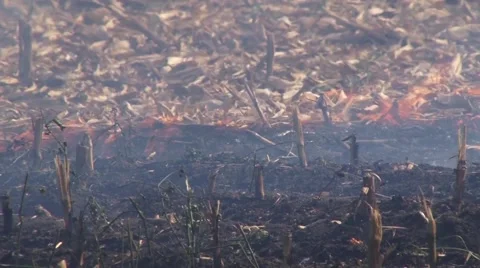 Smoldering fire on the stubble Vídeo Stock 56512441