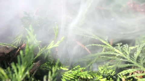 Smoldering Leylandii Video stock 20528628