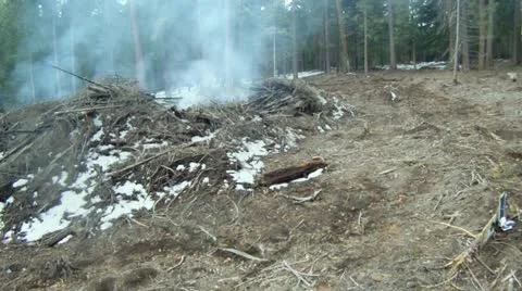 Smoldering logging slash burn pile Stock Footage 11579620