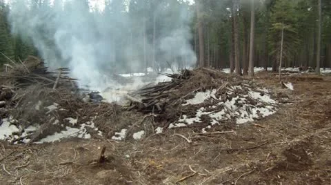 Smoldering logging slash flyover Stock Footage 11578871